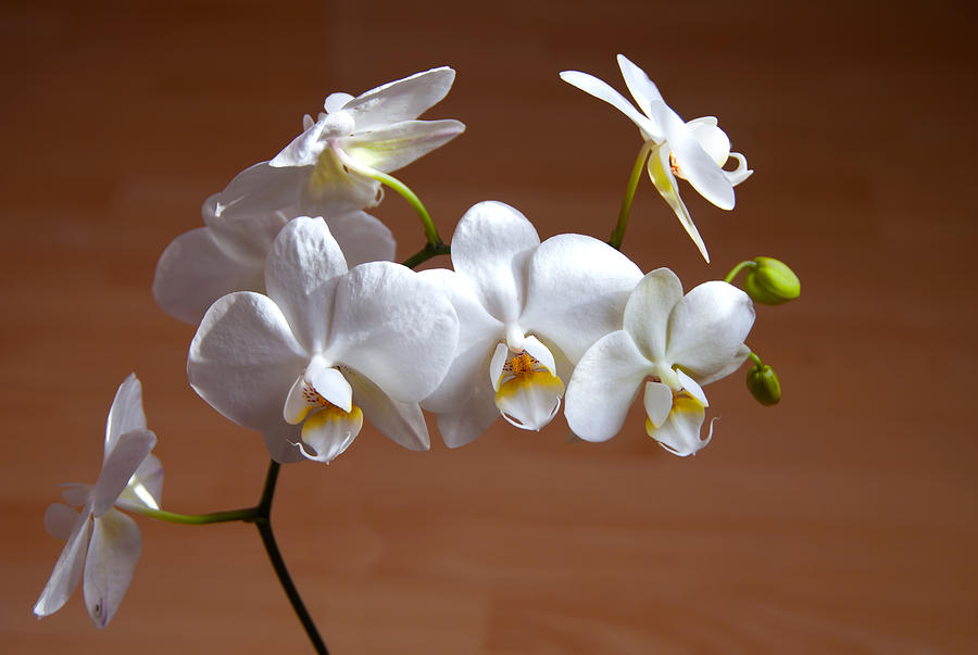 Fragile Orchid  Photograph by Svetlana Sewell