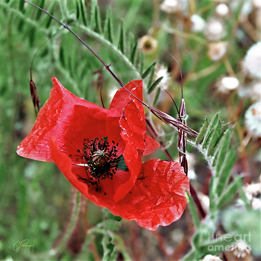 Fragile Red Poppy Photograph by Gabriele Pomykaj