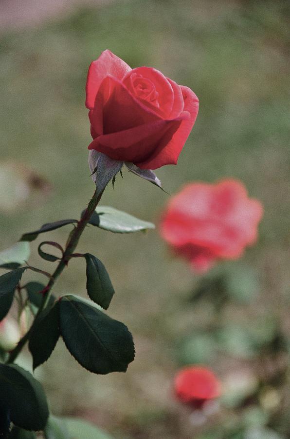 Fragile rose Photograph by IlchaSV BeeDreamy Pixels