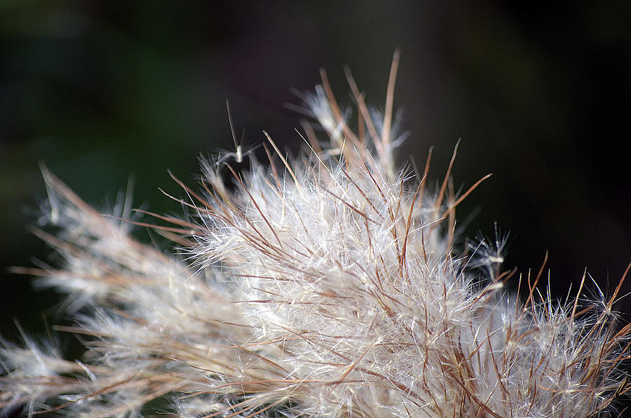 Fragile Seeds Photograph by Kenneth Albin