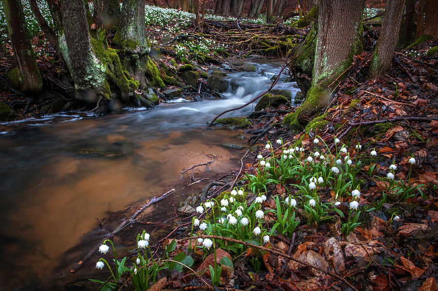 Fragile Spring Wonders Photograph by Jenny Rainbow