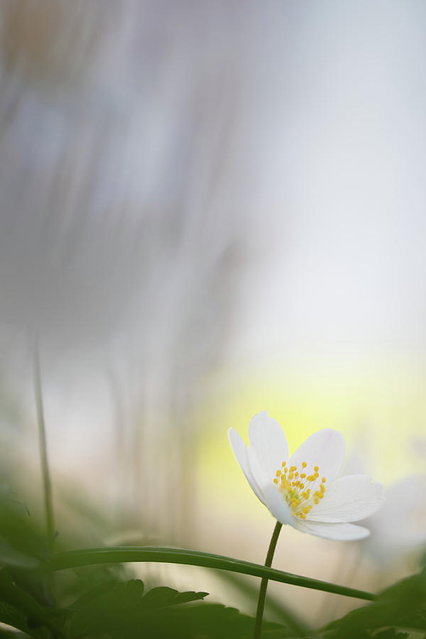 Fragility - Wood Anemone Wild Flower Photograph by Dirk Ercken