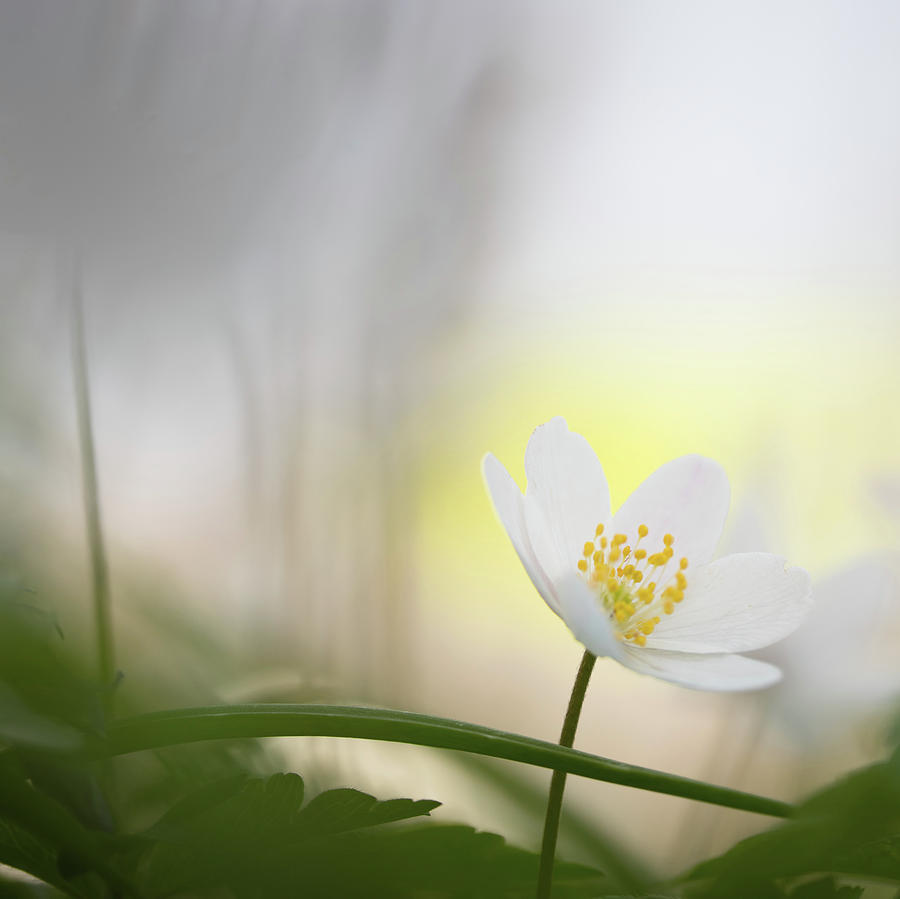 Flower Photograph - Fragility - Wood Anemone Wild Flowers by Dirk Ercken