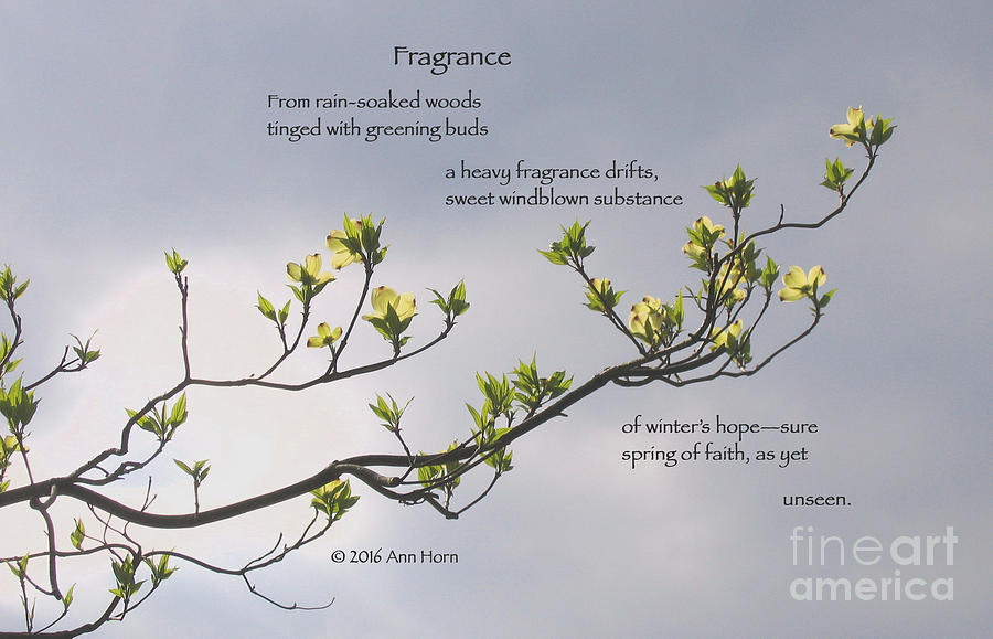 Fragrance Photograph by Ann Horn