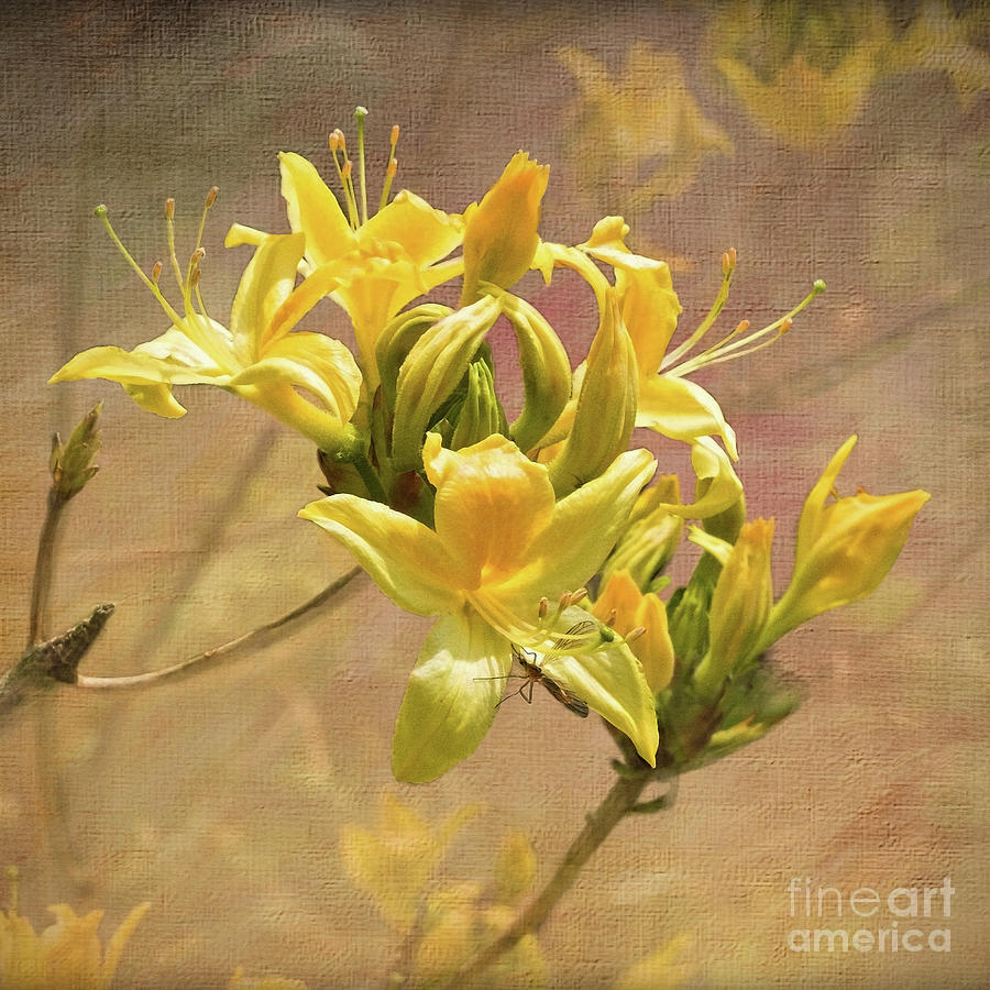 Flowers Digital Art - Fragrant Azaleas by Liz Alderdice Flowers Digital Art - Fragrant Azaleas by Liz Alderdice