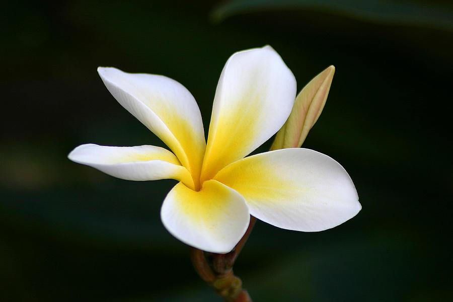 Fragrant Hawaiian Plumeria Maui Photograph by Pierre Leclerc Photography