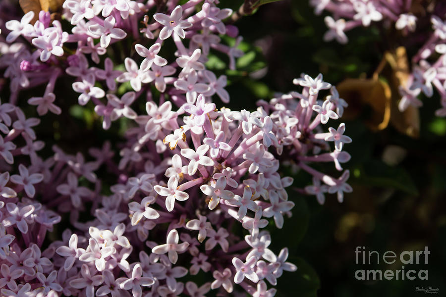Fragrant Lilac Photograph by Jennifer White