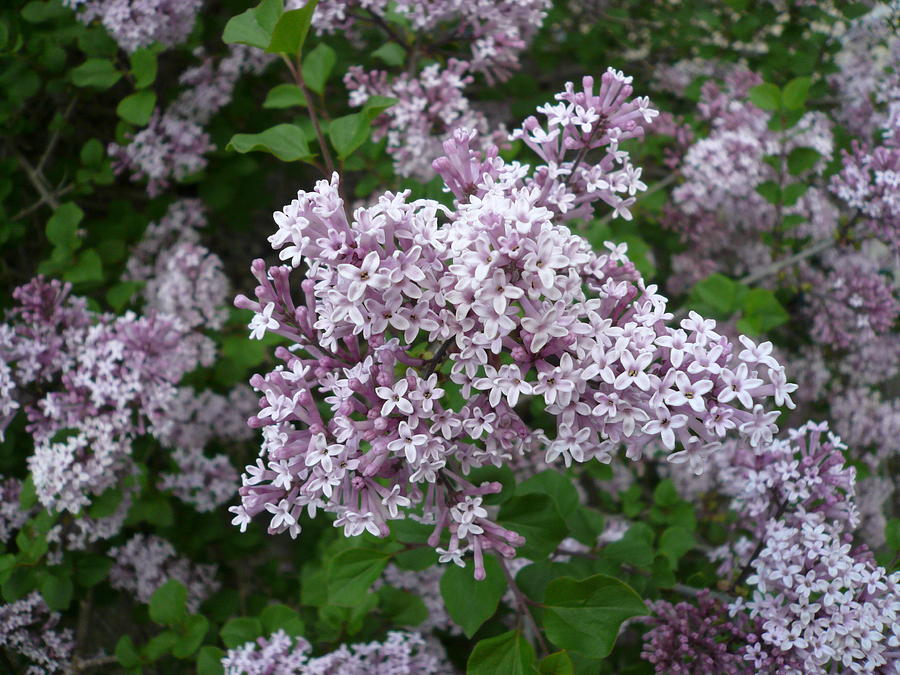 Fragrant Lilacs Photograph by Connie Young - Fine Art America