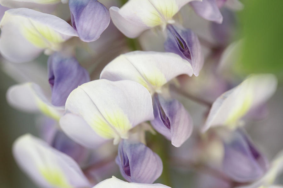 Fragrant Pastel Bliss Photograph by Connie Handscomb