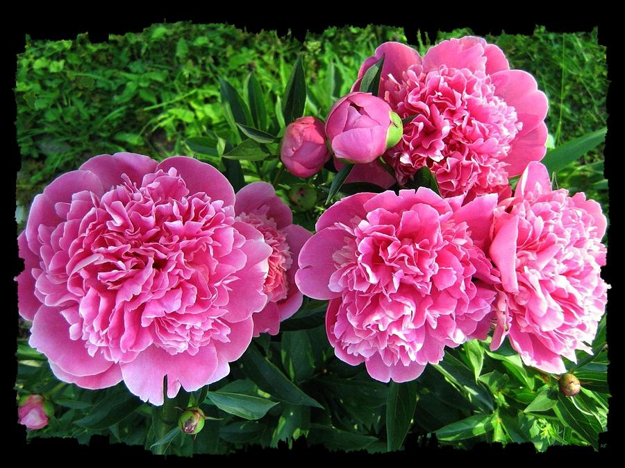 Fragrant Pink Peonies Photograph by Will Borden