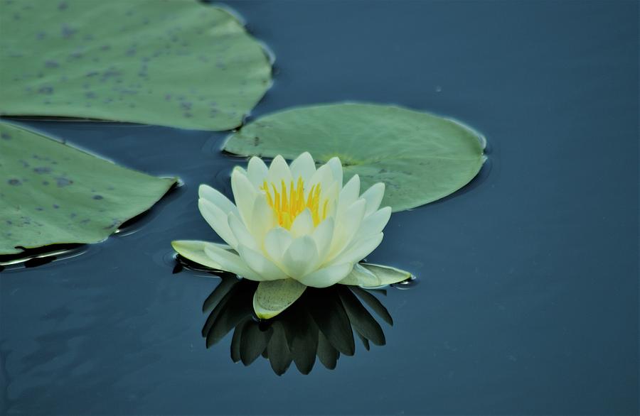 Fragrant Water Lily 2 Photograph by Warren Thompson