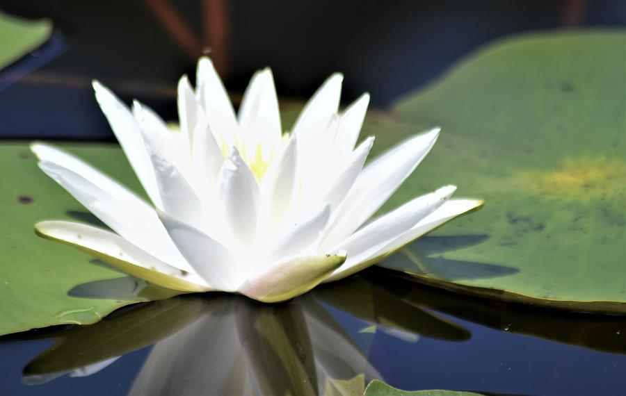 Fragrant Water Lily from the Side Photograph by Warren Thompson