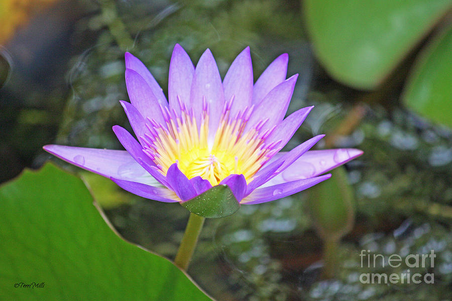 Fragrant Water Lily Photograph by Terri Mills