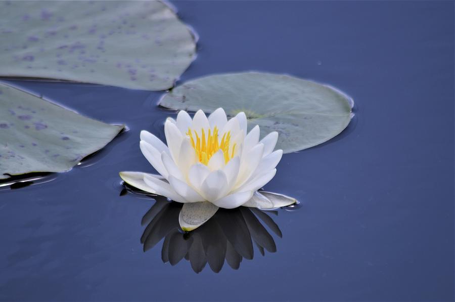 Fragrant Water Lily Photograph by Warren Thompson
