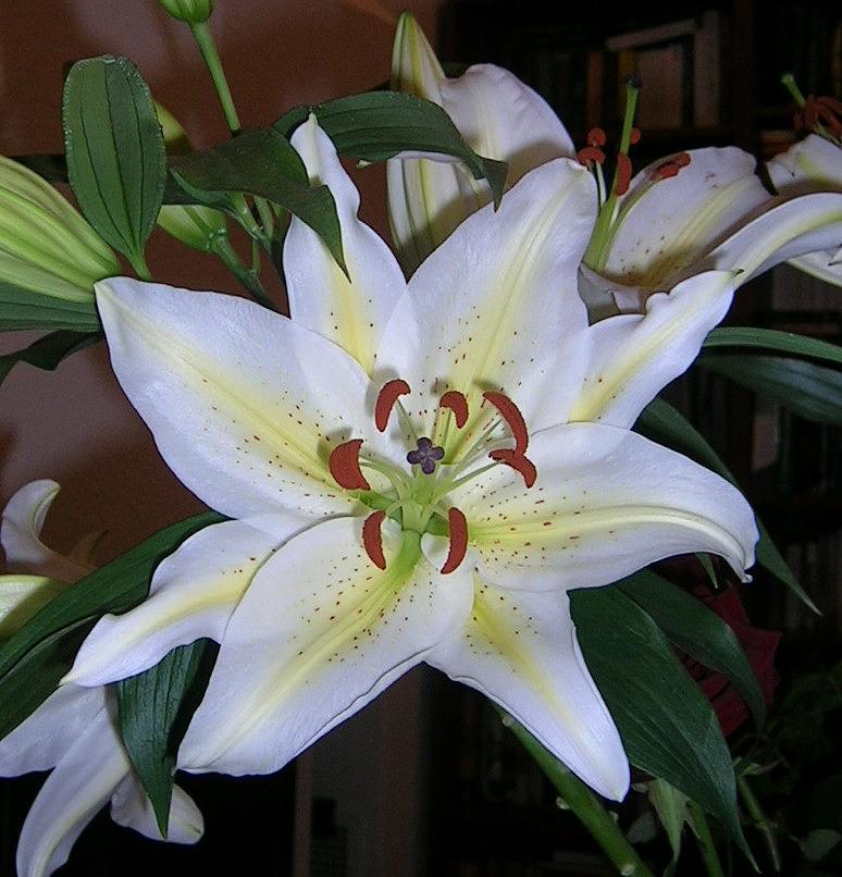 Fragrant White Lily Photograph by Valerie Ornstein