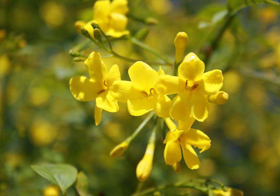 Spring Photograph - Fragrant Yellow Flowers Of Carolina Jasmine by Taiche Acrylic Art