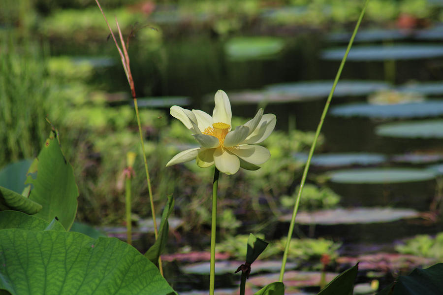 Framed american Lotus Photograph by Robert Wilder Jr