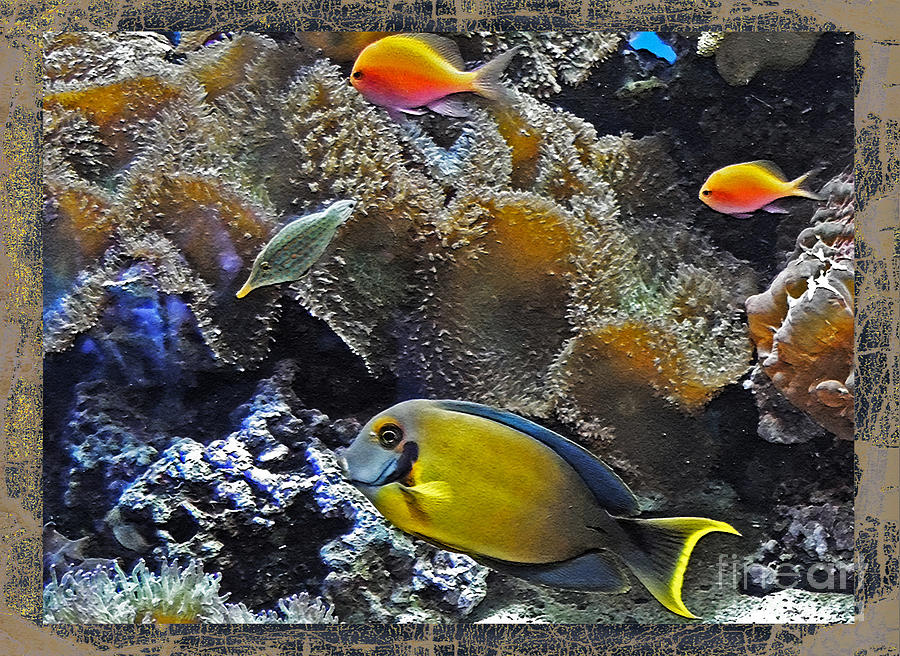 Framed Aquarium  Photograph by Lydia Holly