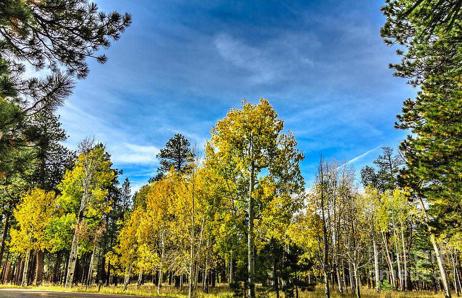 Fall Photograph - Framed Aspen Grove by Robert Bales
