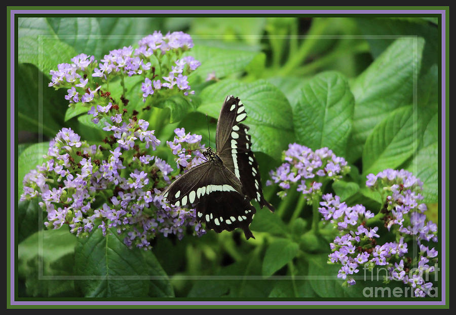 Framed Black Swallowtail Photograph by Sandra Huston