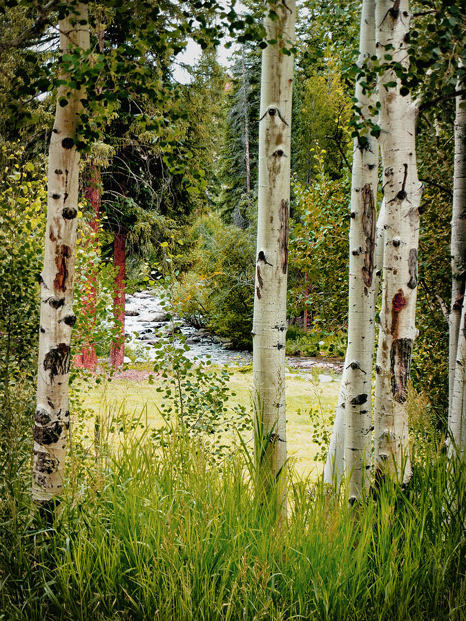 Framed By Aspens Photograph by John Anderson
