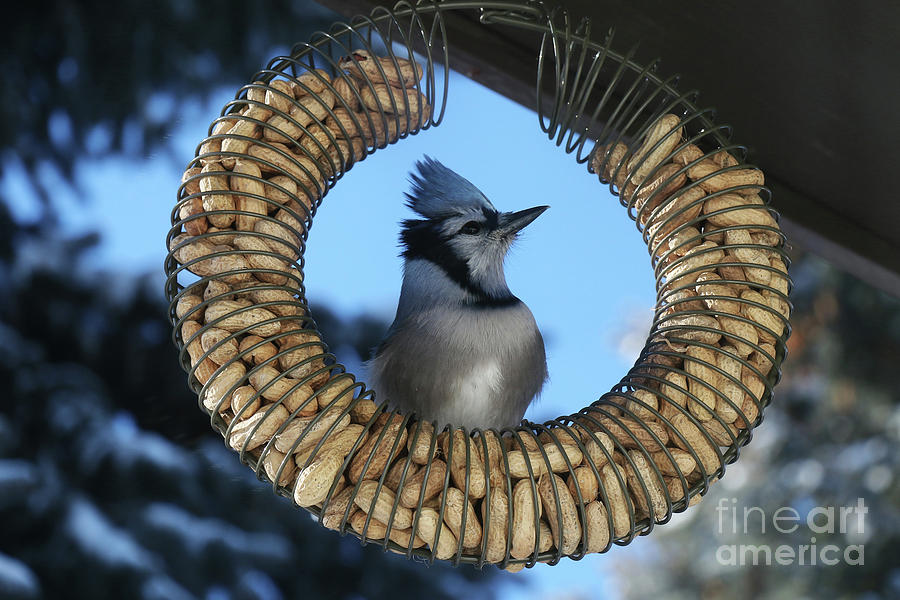 Framed by Nuts Photograph by Alyce Taylor