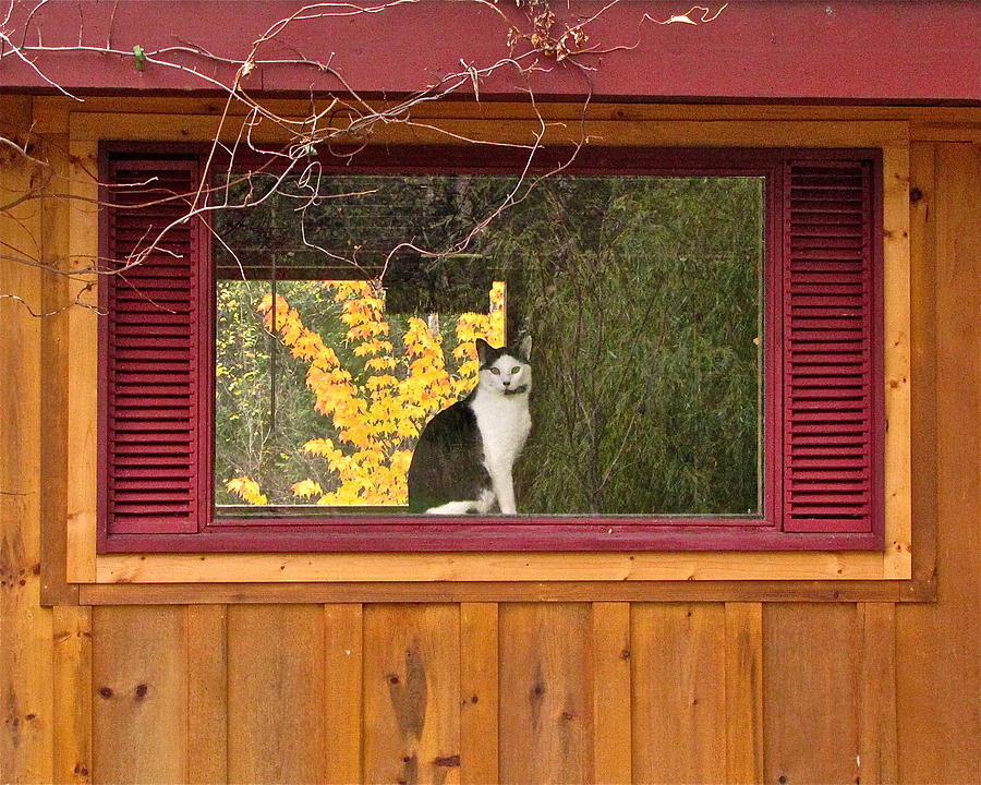 Cat Photograph - Framed cat by Sean Griffin