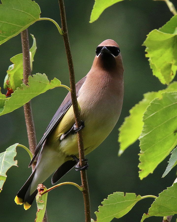 Framed Cedar Waxwing Photograph by Arvin Miner