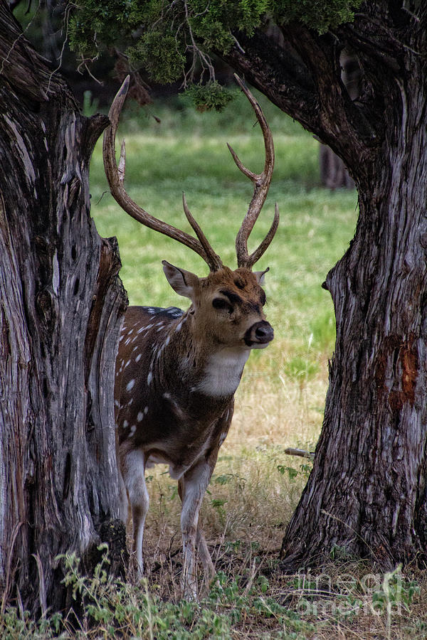 Framed Deer Photograph by Douglas Barnard
