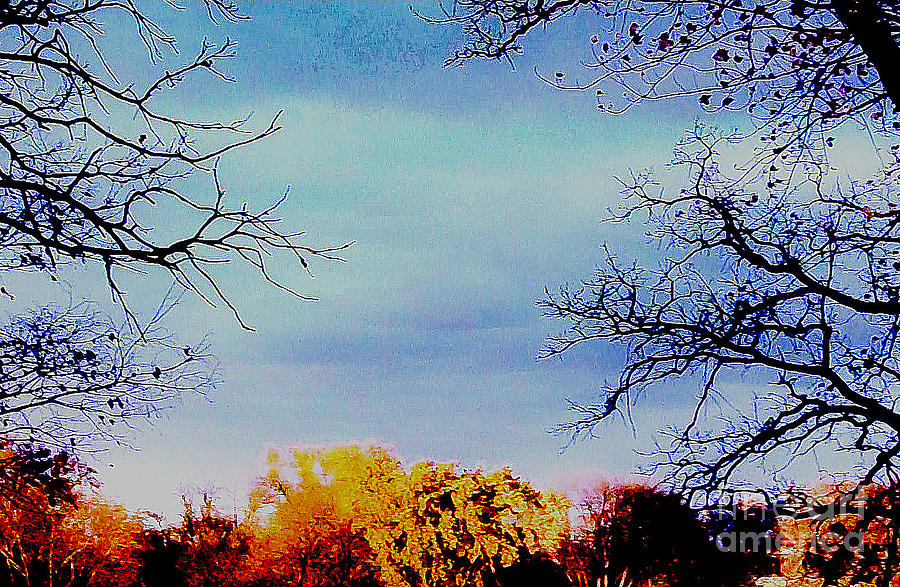 Framed Fall Trees Photograph by Marsha Heiken