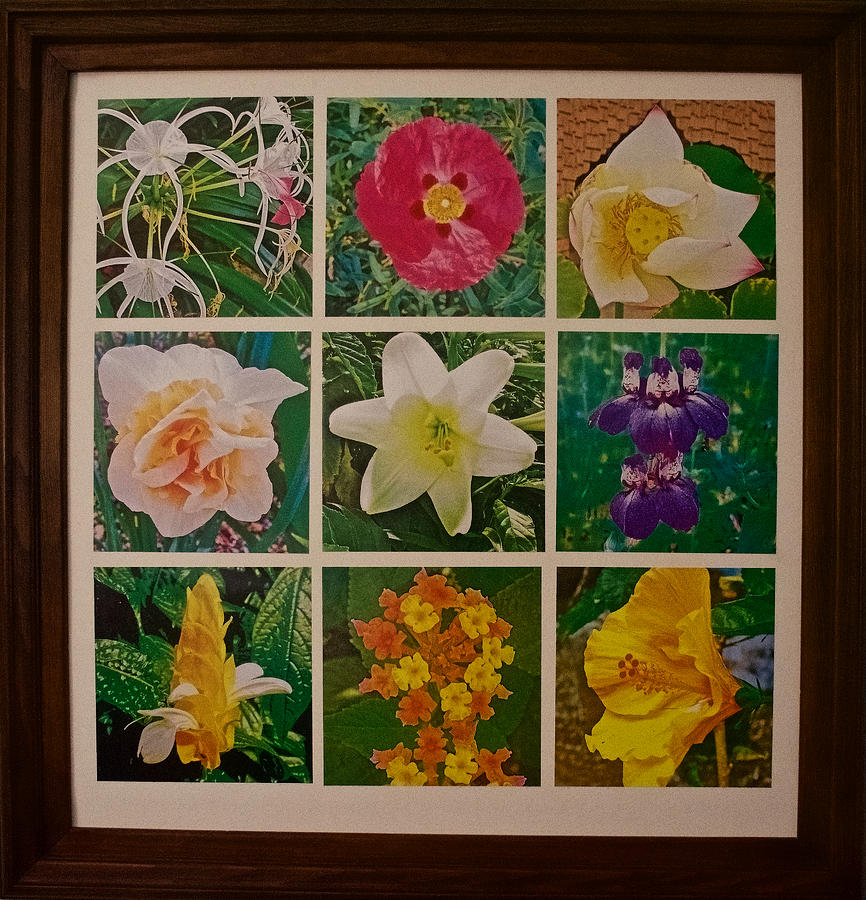 Framed Flower Photo Assemblage for Terry  Photograph by Ruth Hager