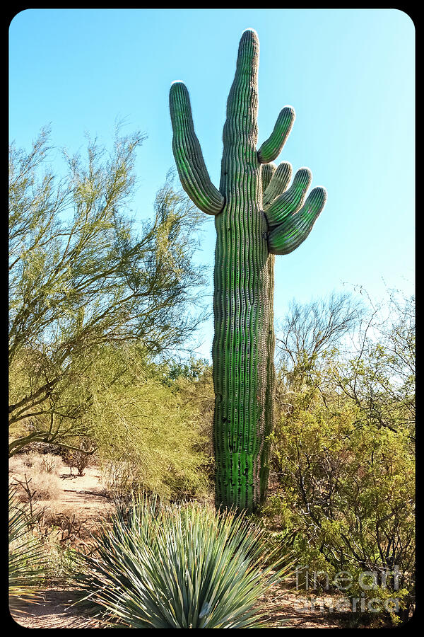 Framed Giant Saguaro Cactus Photograph by Robert Bales