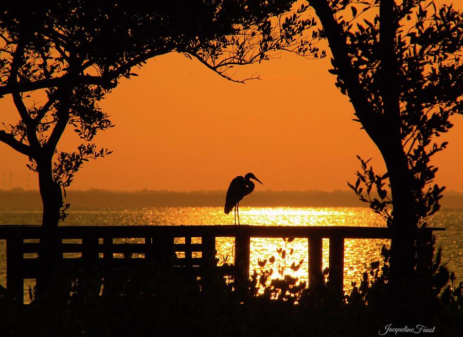 Framed Great White Egret by Jacqueline Faust Framed Great White Egret by Jacqueline Faust