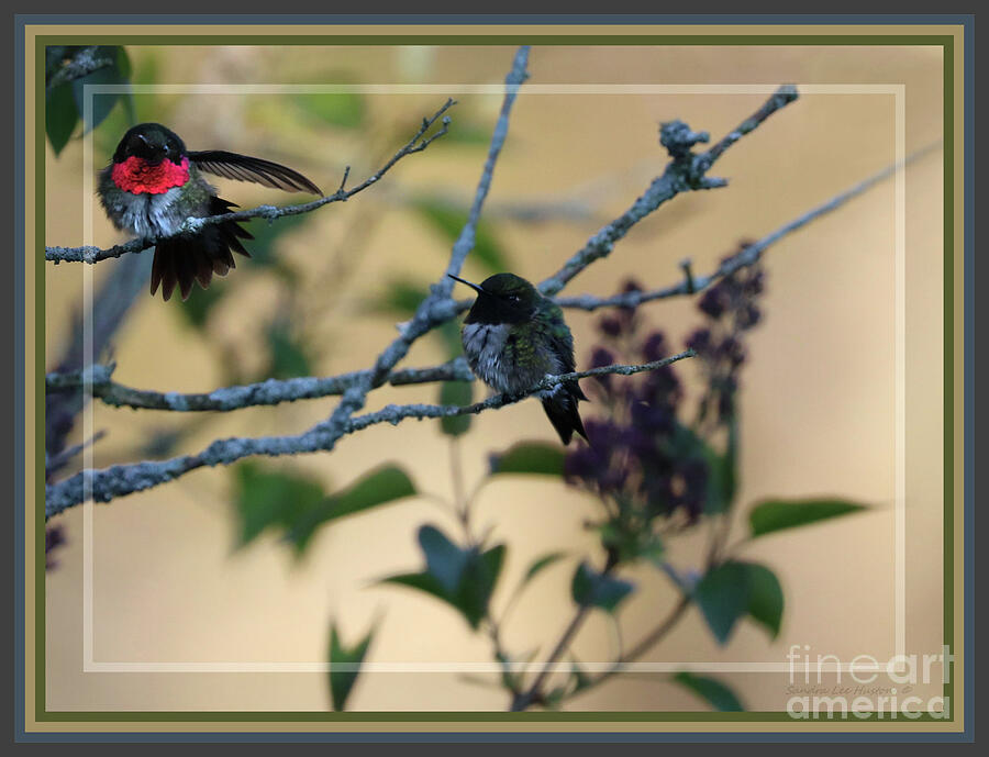 Framed Hummingbird Delight Photograph by Sandra Huston