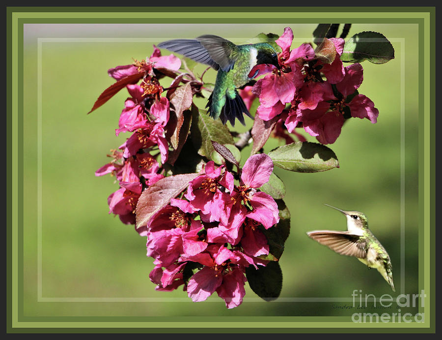 Framed Hummingbirds And Crabapple Blossoms Photograph by Sandra Huston