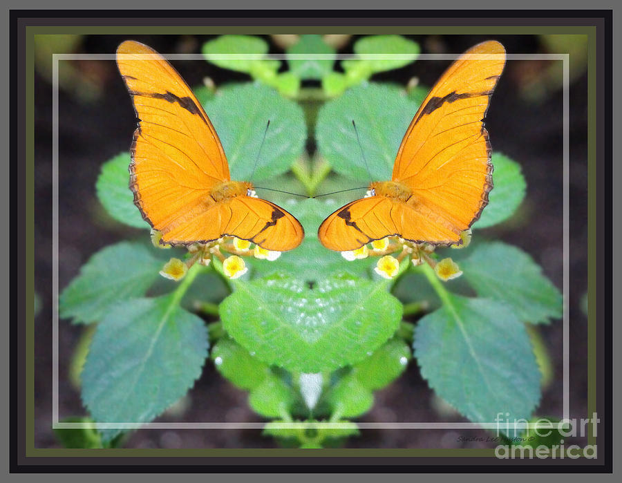 Framed Julia Butterflies Photograph by Sandra Huston