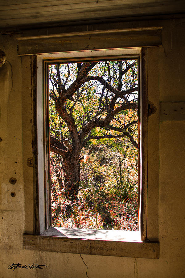 Framed Mesquite Tree Photograph by Stephanie Salter
