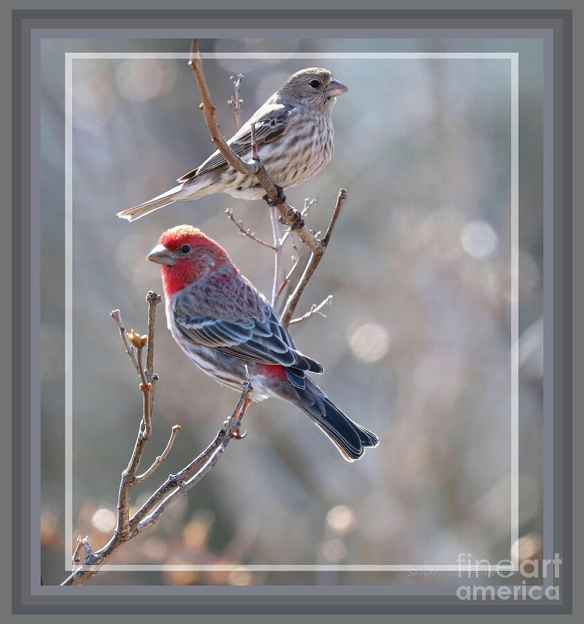 Framed Pair of House Finches Photograph by Sandra Huston