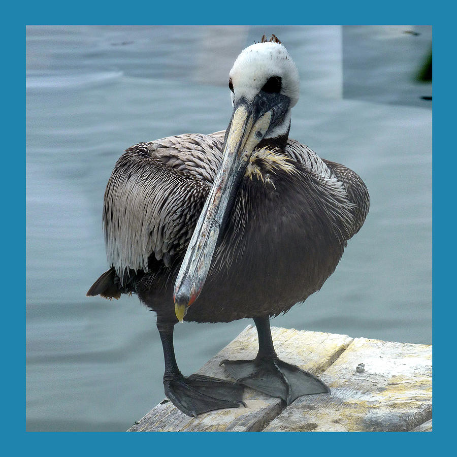 Framed Pelican Photograph by Carla Parris