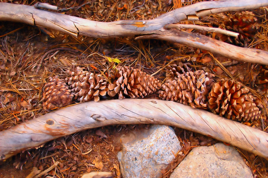 Framed Pine cones Photograph by Josephine Buschman