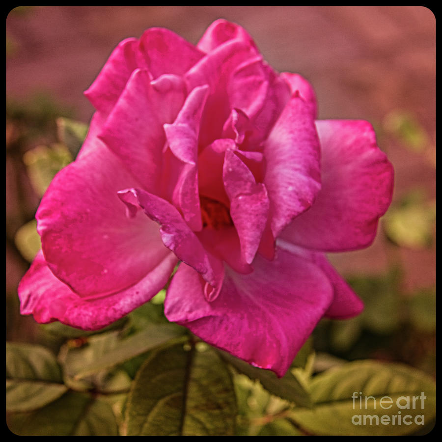 Framed Pink Rose Photograph by Robert Bales