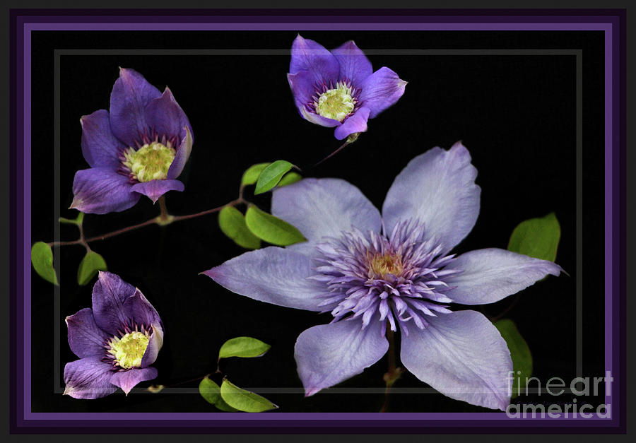 Framed Purple Clematis Photograph by Sandra Huston