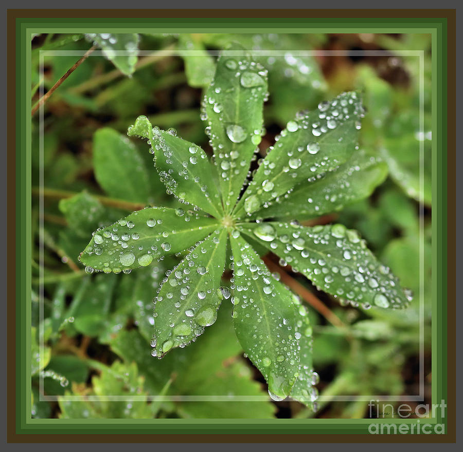 Unique Photograph - Framed Rain Drops by Sandra Huston