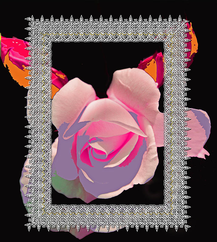 Framed Rose Photograph by Suanne Forster