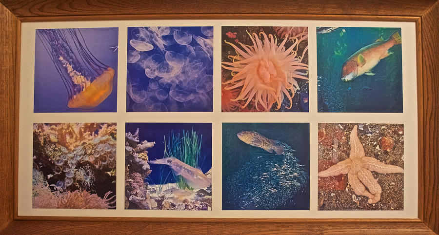 Framed Sea Life Photo Assemblage Photograph by Ruth Hager