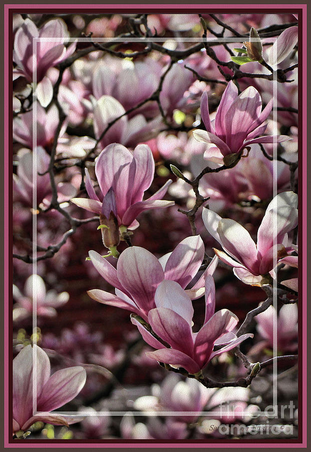 Framed Sun Kissed Magnolias Photograph by Sandra Huston