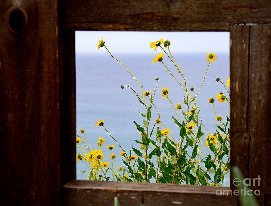 Sunflowers Photograph - Framed Sunflowers by Johanne Peale