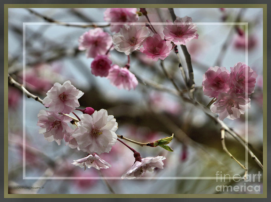Framed Weeping Cherry Tree Photograph by Sandra Huston