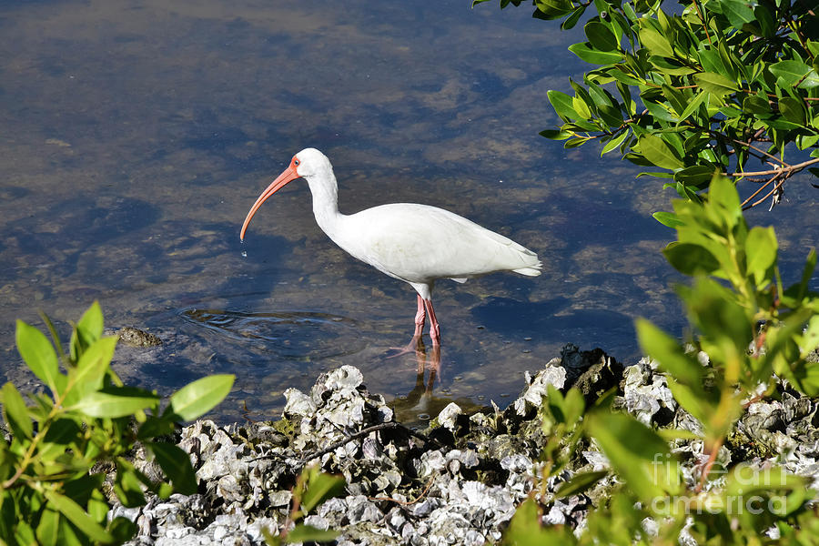 Framed White Ibis Photograph by Bob Phillips