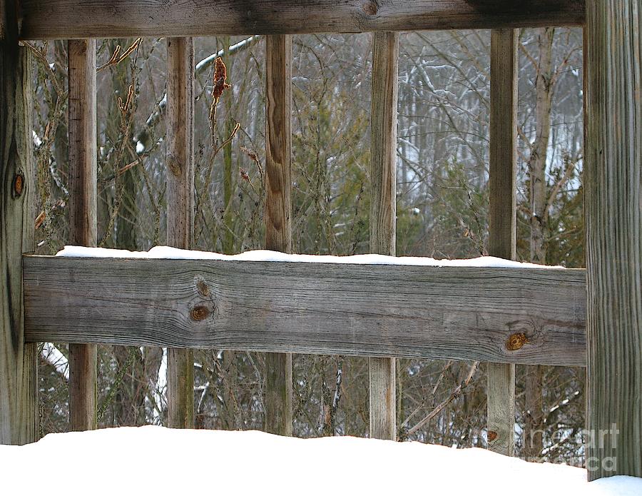 Winter Photograph - Framing Winter Woods by Ann Horn